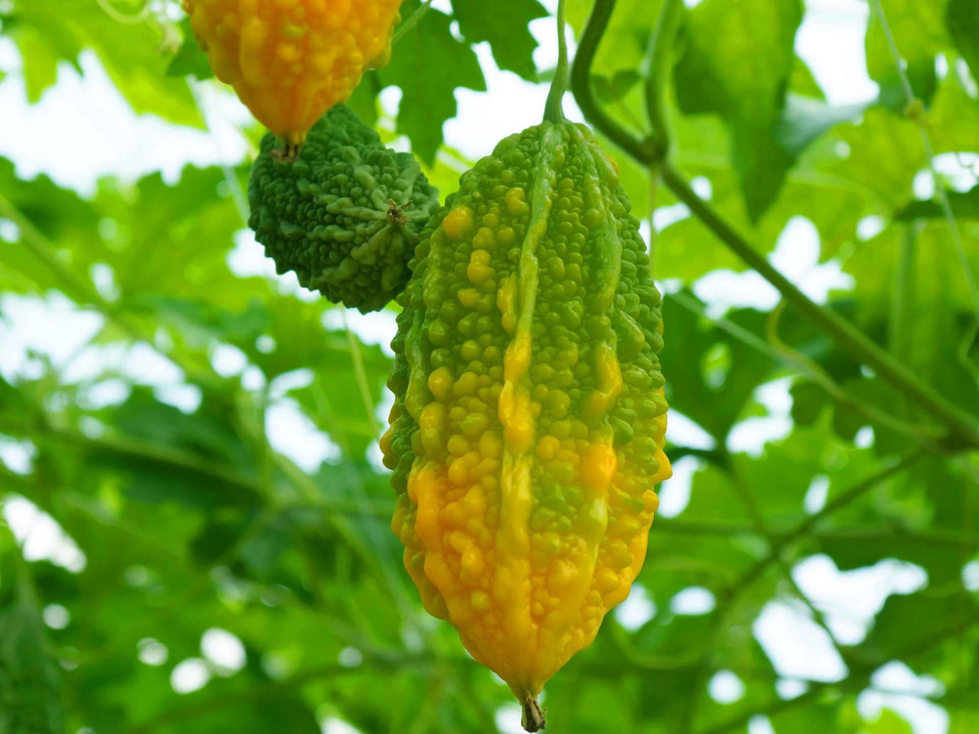 Paroka Fruit Martinique