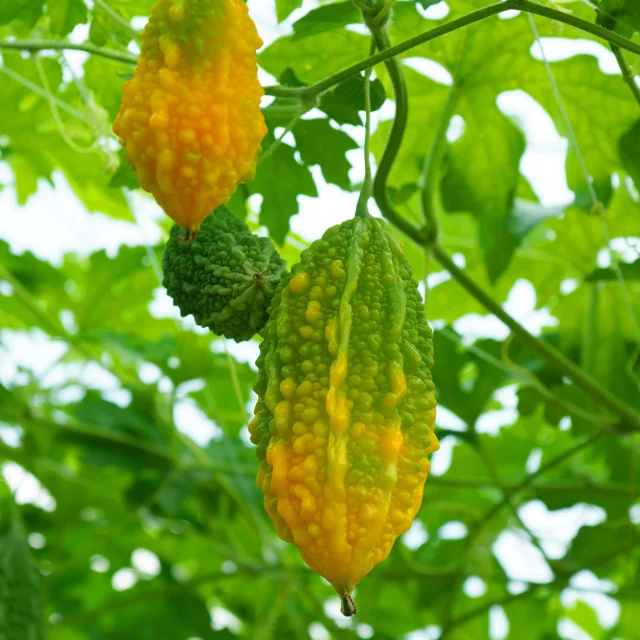 Paroka Fruit Martinique