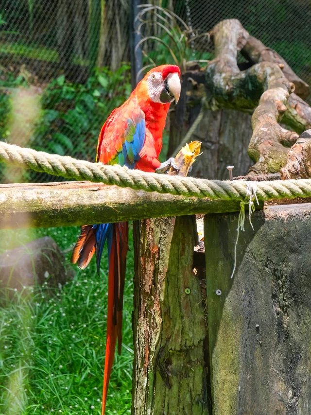 Perroquet Zoo Habitation Latouche Carbet Martinique