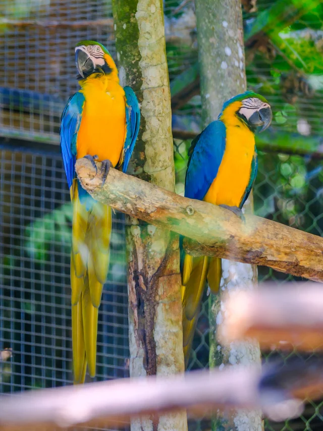 Perroquet Zoo Habitation Latouche Carbet Martinique