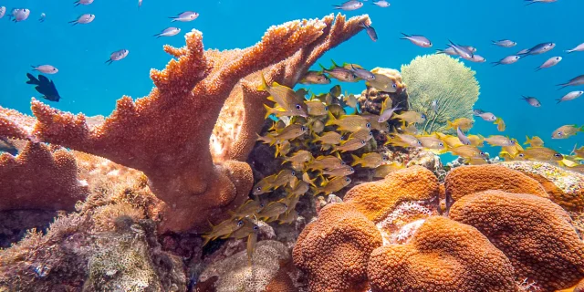 Poissons Les Aquanautes Marin Martinique