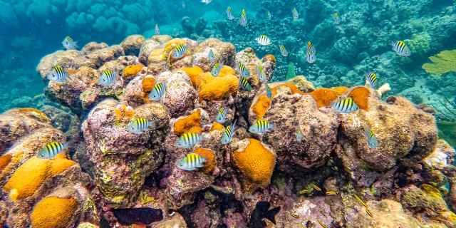 Poissons Les Aquanautes Marin Martinique