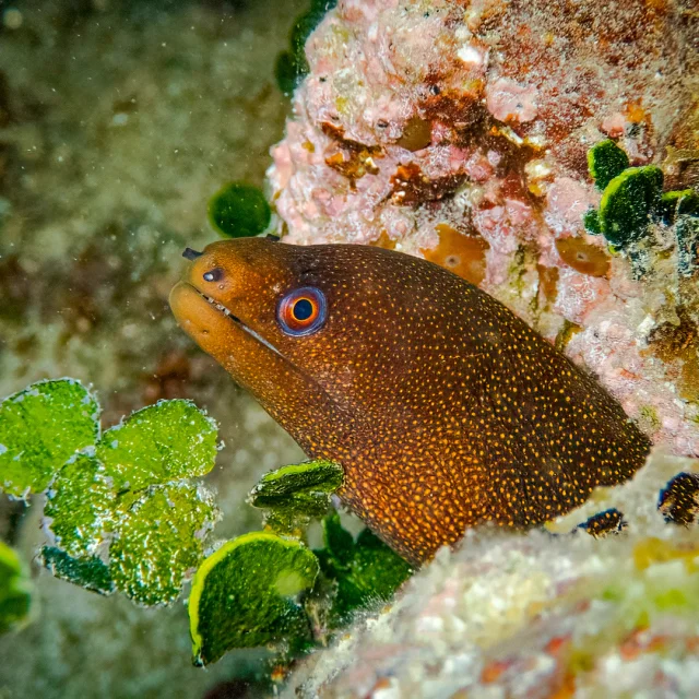 Murène Poissons Les Aquanautes Marin Martinique