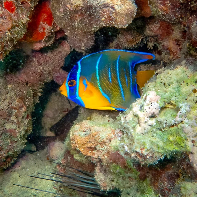 Poissons Les Aquanautes Marin Martinique