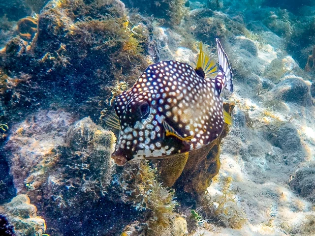 Poisson coffre Les Aquanautes Marin Martinique