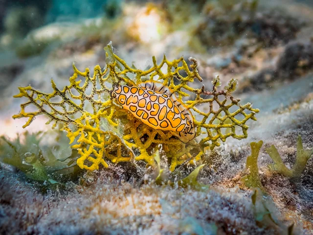 Poisson Les Aquanautes Marin Martinique