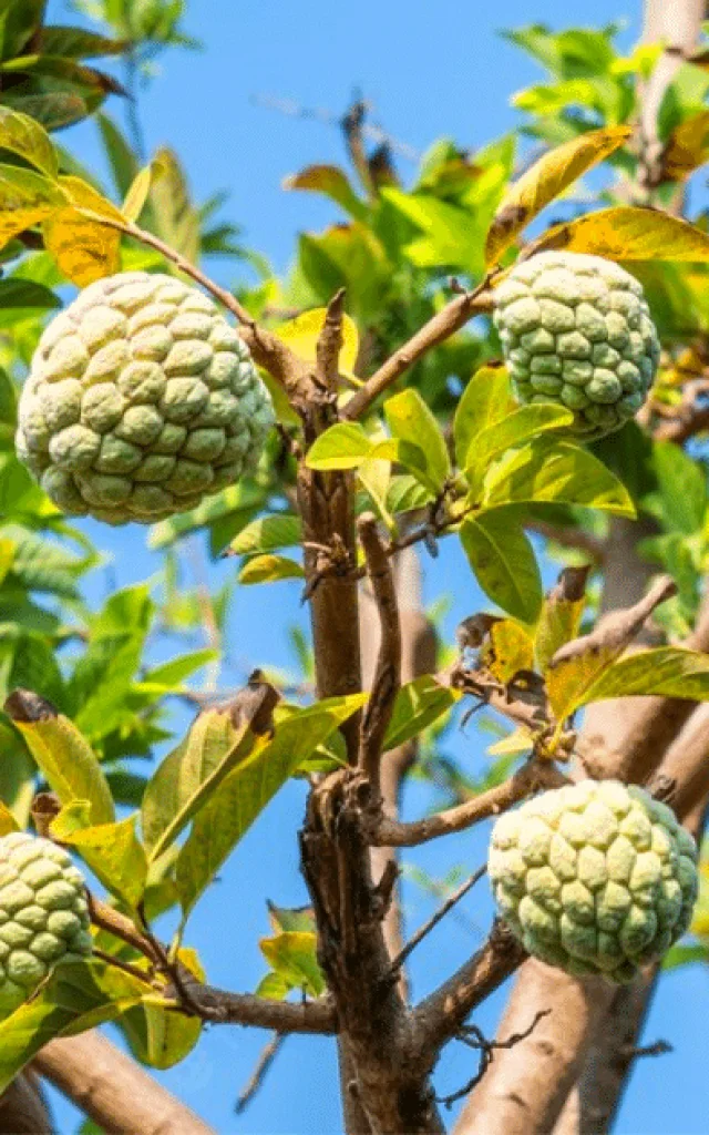 Pomme cannelle Fruit Martinique