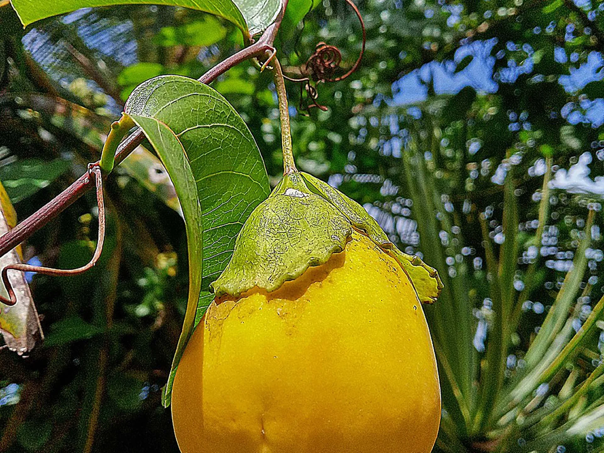 Pomme liane Fruit Martinique