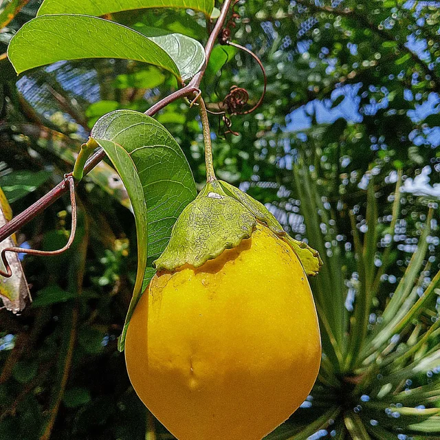 Pomme liane Fruit Martinique