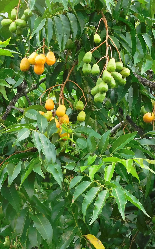 Prune mombin Fruit Martinique