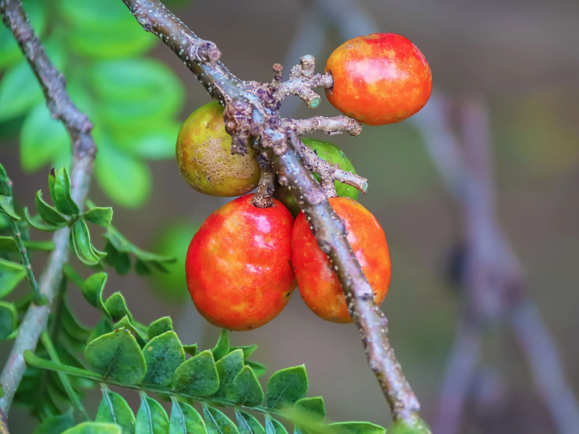 Prune mombin Fruit Martinique