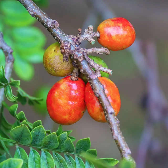 Prune mombin Fruit Martinique