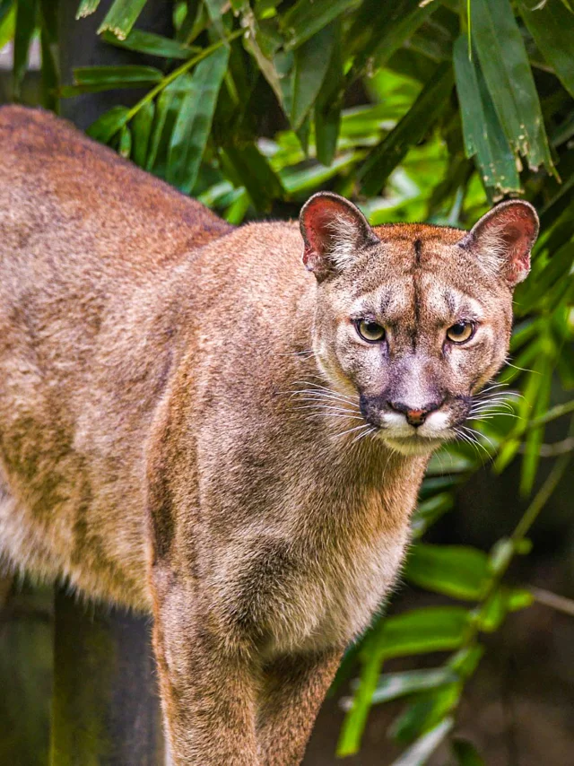 Puma Zoo Habitation Latouche Carbet Martinique