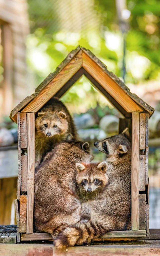 Racoons Zoo Habitation Latouche Carbet Martinique