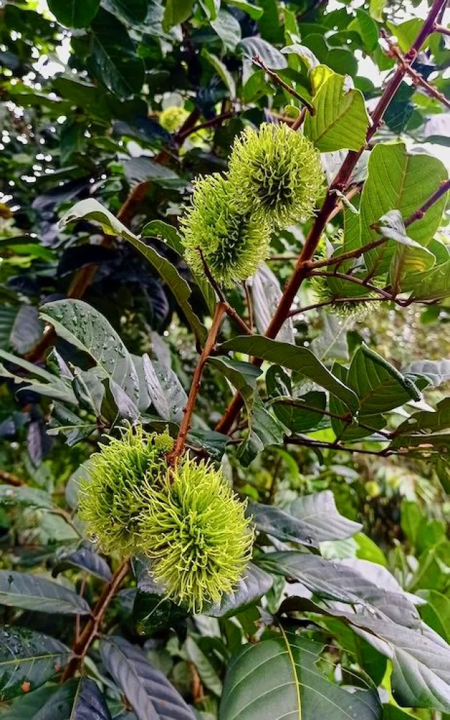 Ramboutan Fruit Martinique