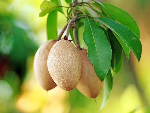 Sapotille Fruit Martinique