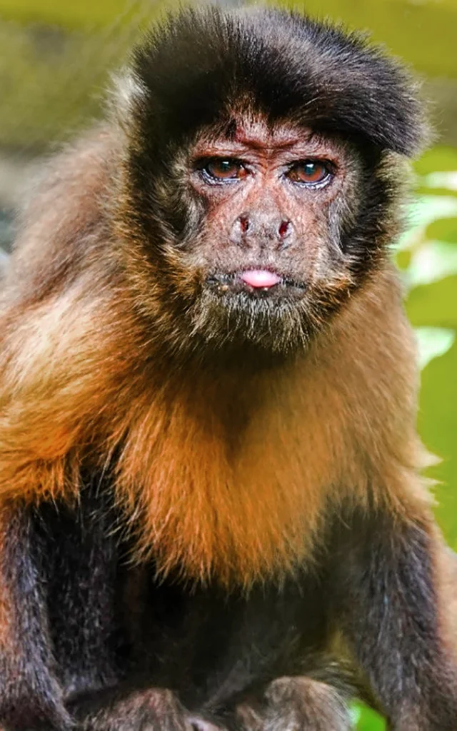 Singe Zoo Habitation Latouche Carbet Martinique