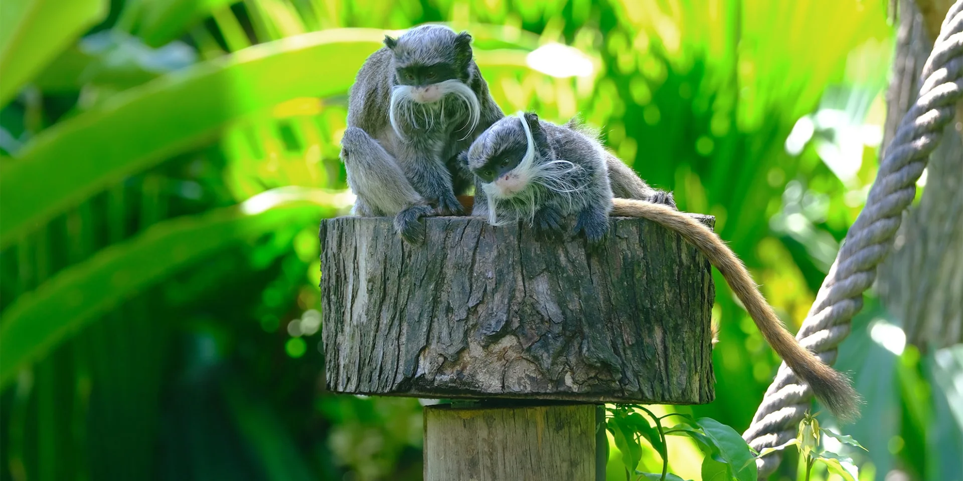 Tamarin empereur Zoo Habitation Latouche Carbet Martinique