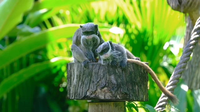 Tamarin empereur Zoo Habitation Latouche Carbet Martinique