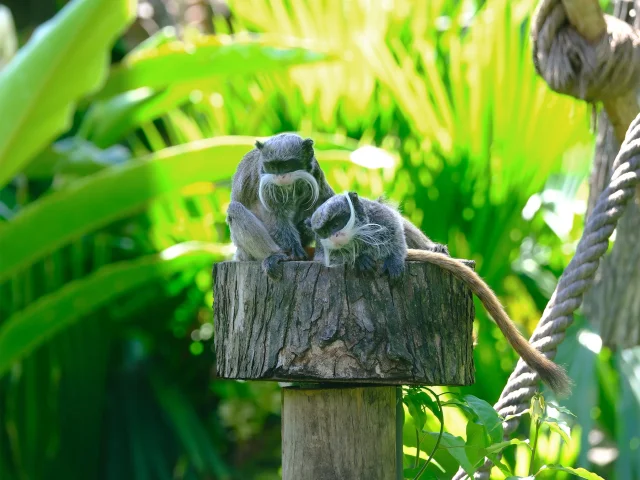 Tamarin empereur Zoo Habitation Latouche Carbet Martinique