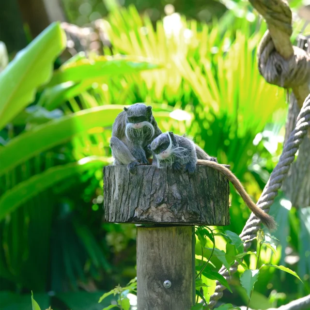 Tamarin empereur Zoo Habitation Latouche Carbet Martinique