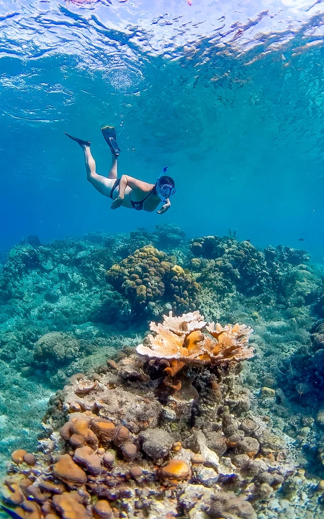 Snorkeling Poissons Les Aquanautes Marin Martinique