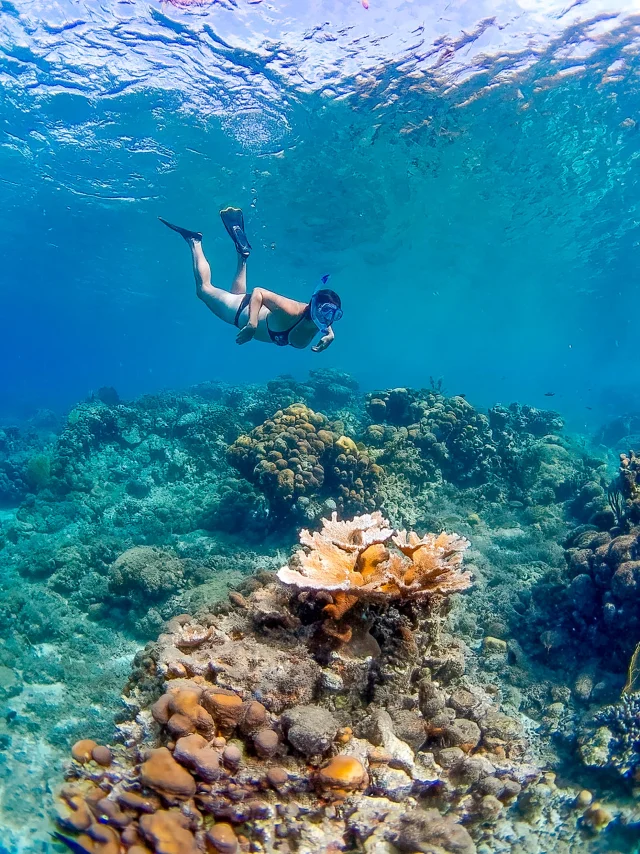 Snorkeling Poissons Les Aquanautes Marin Martinique