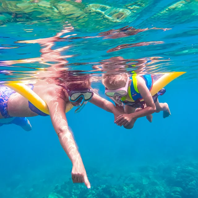 Snorkeling Poissons Les Aquanautes Marin Martinique