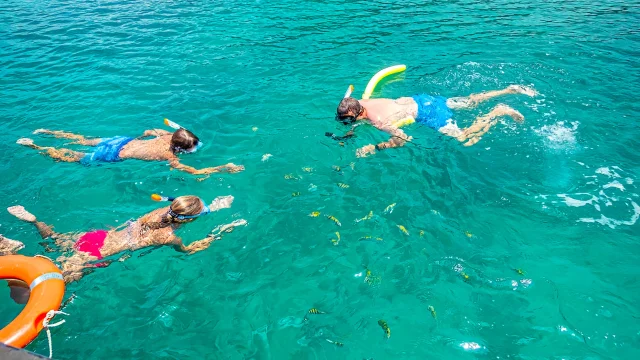 Snorkeling Poissons Les Aquanautes Marin Martinique