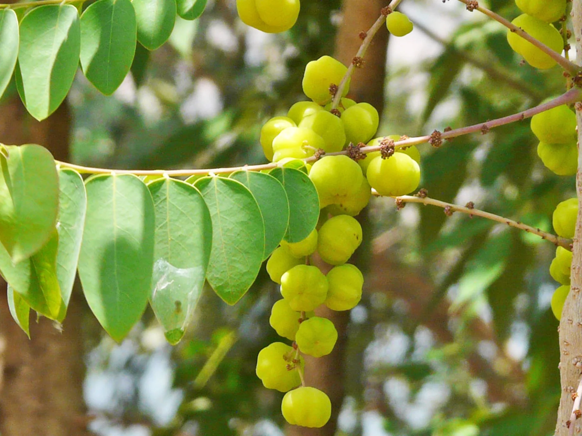 Surette Fruit Martinique