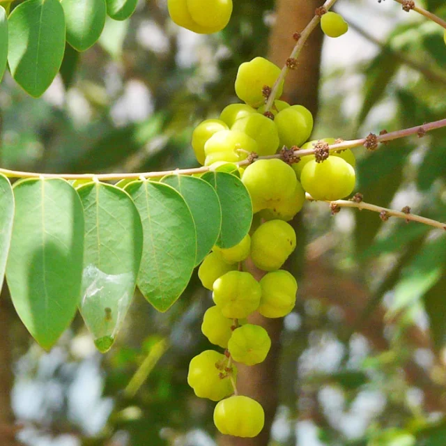 Surette Fruit Martinique