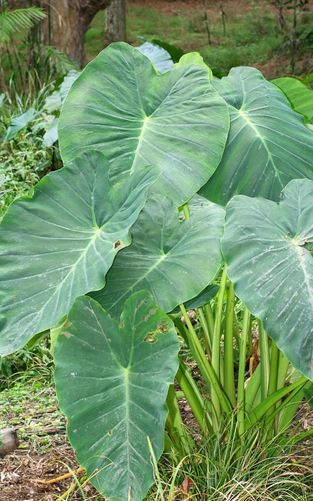 Taro2 Legume Martinique