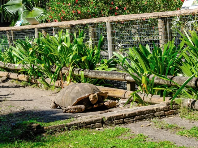 Tortue Zoo Habitation Latouche Carbet Martinique