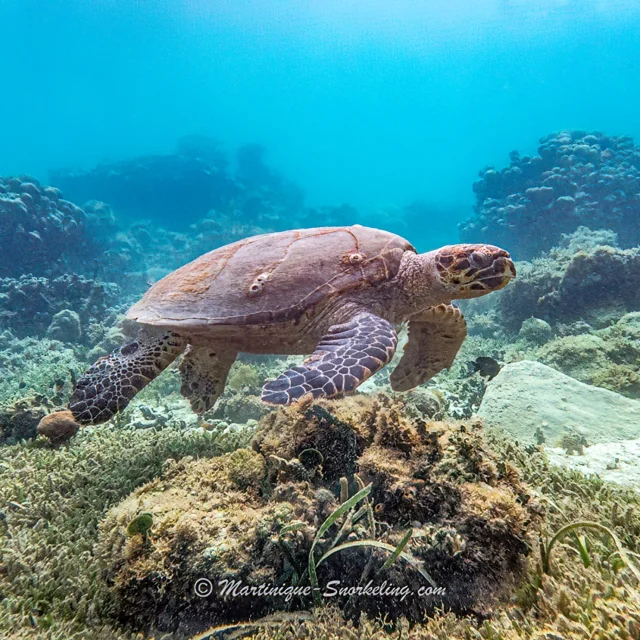 Tortue Les Aquanautes Marin Martinique