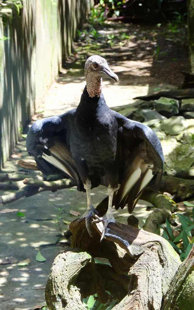 Vautour Zoo Habitation Latouche Carbet Martinique