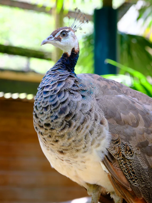 Paon Zoo Habitation Latouche Carbet Martinique