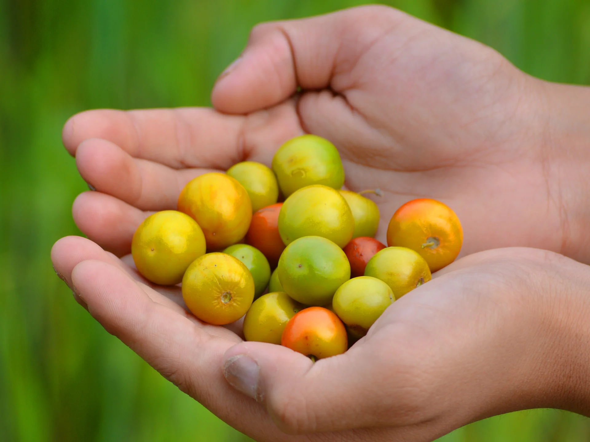 Jujube Fruit Martinique