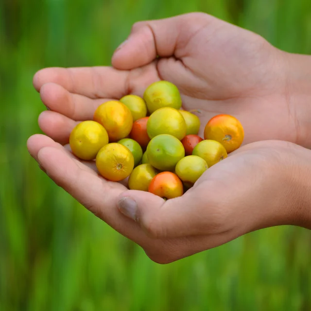 Jujube Fruit Martinique