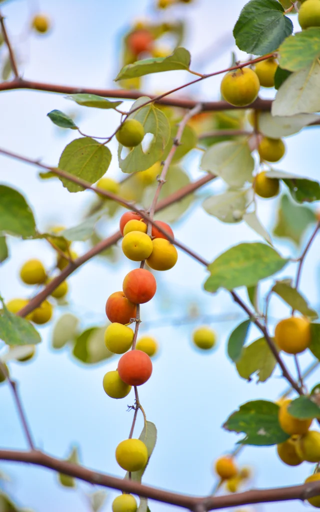 Jujube Fruit Martinique