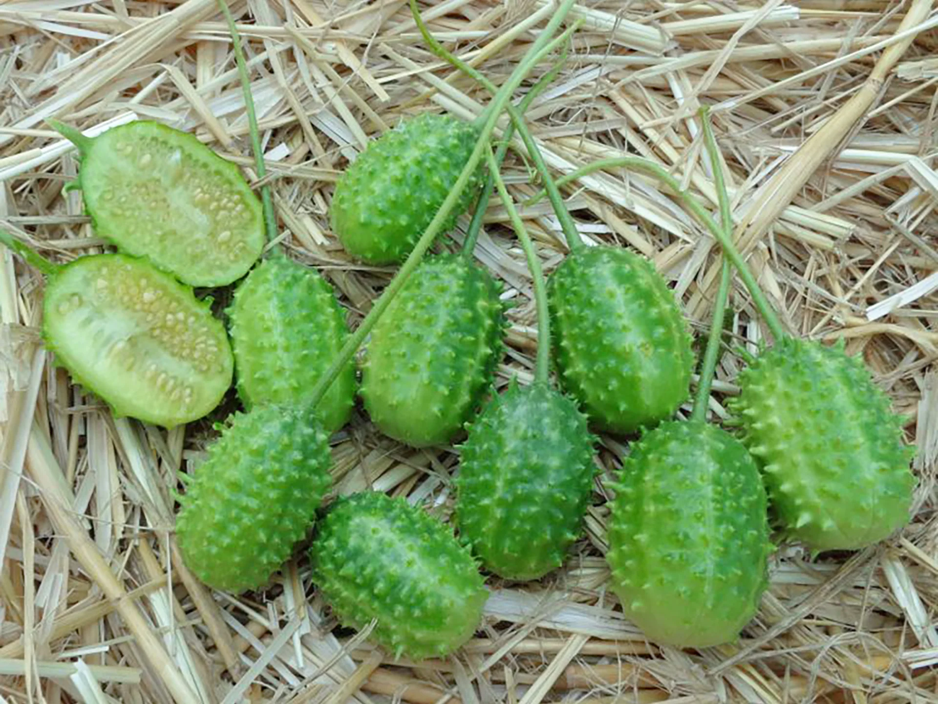 Massici2 Legume Martinique