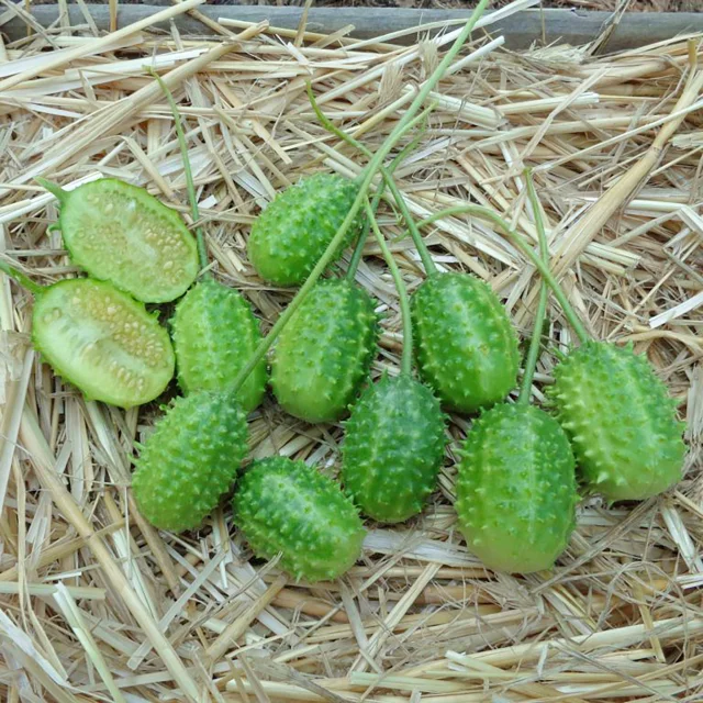 Massici2 Legume Martinique