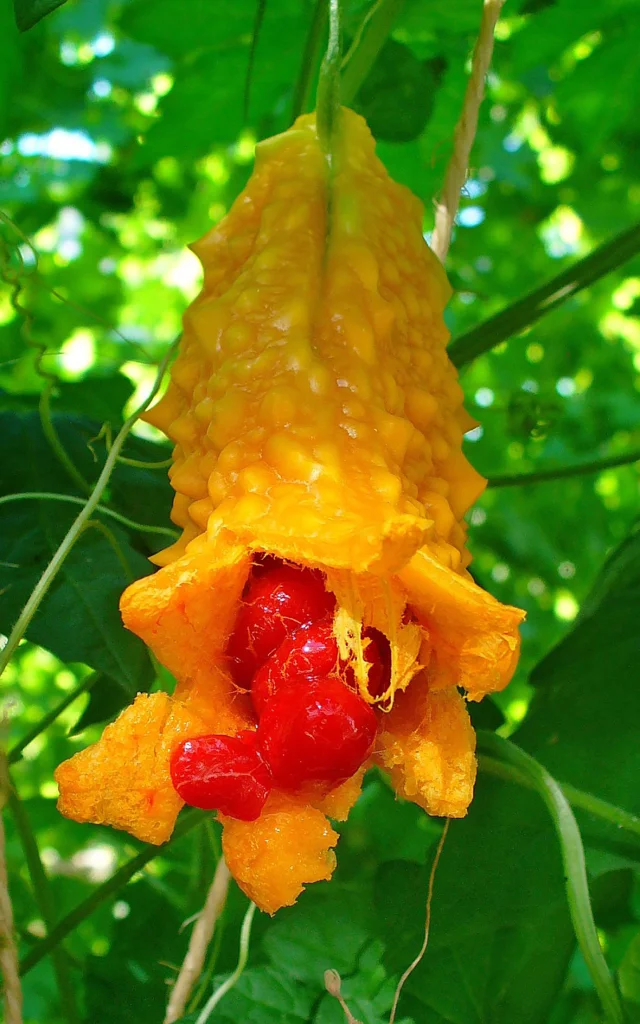 Paroka3 Fruit Martinique