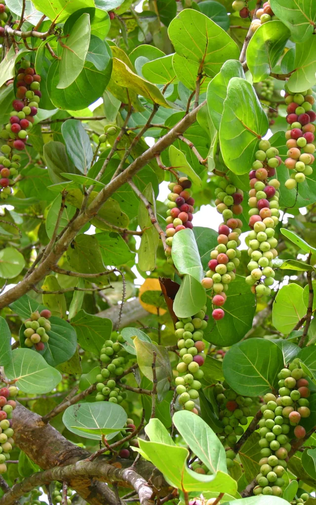 Raisin bord de mer Fruit Martinique