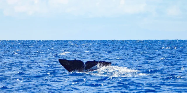 Baleine Kairidream Fort-de-France Martinique