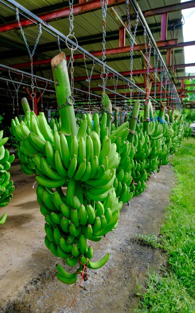 Bananeraie Régime de banane Tropic 4x4 Trois-îlets Martinique