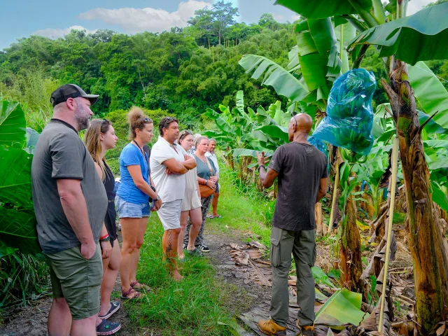 Bananeraie Tropic 4x4 Trois-îlets Martinique