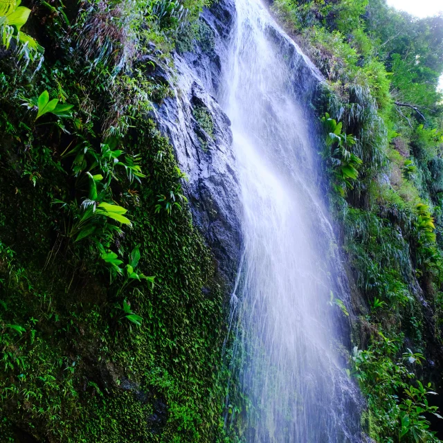 Cascade Randonnée Anse Couleuvre Prêcheur Martinique