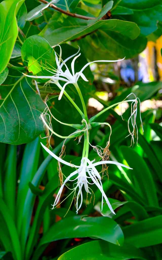 Fleur Jardin Hôtel Village Pomme Cannelle*** Prêcheur Martinique