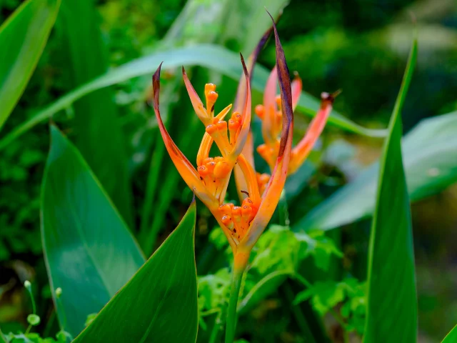 Fleur Jardin Hôtel Village Pomme Cannelle*** Prêcheur Martinique