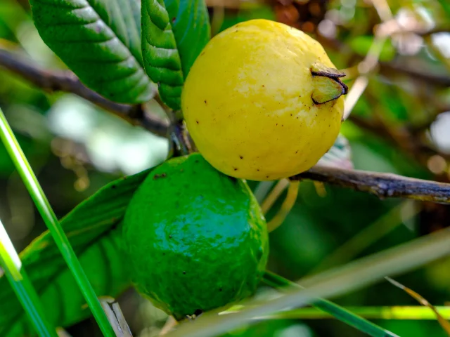 Goyave Jardin Hôtel Village Pomme Cannelle*** Prêcheur Martinique